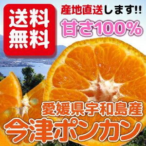 【送料無料】【産地直送】1月27日まで受け付け！愛媛県宇和島市産　今津ぽんかん 3.5kgのサムネイル