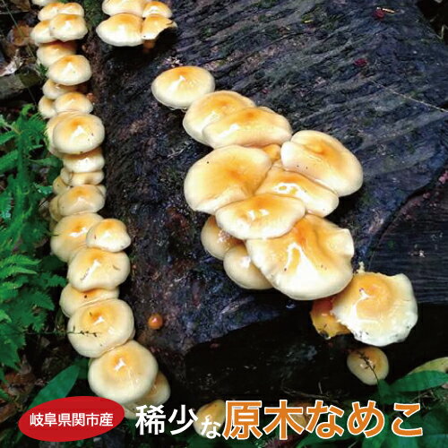 幻の国産原木なめこ300g