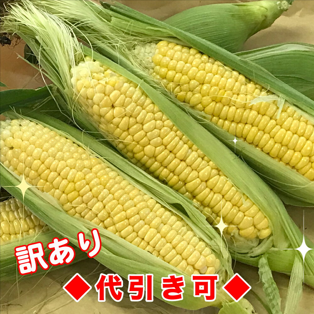 予約受付中！【産地直送】愛知県愛西市産朝採りとうもろこしおおもの規格外20本【複数購入の場合送料は後ほどお知らせします】
