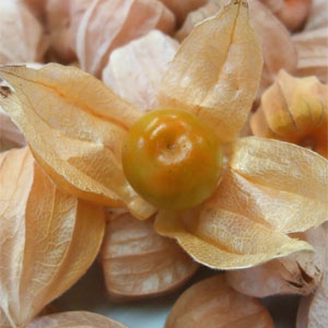 【訳あり※大きさ不ぞろい】食用ほおずき誉れほおずき100g【北海道産】のサムネイル