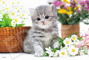 ジグソーパズル 300ピース ペット おすましねこちゃん (28×36cm)(28-051s) エポック社 梱60cm t101