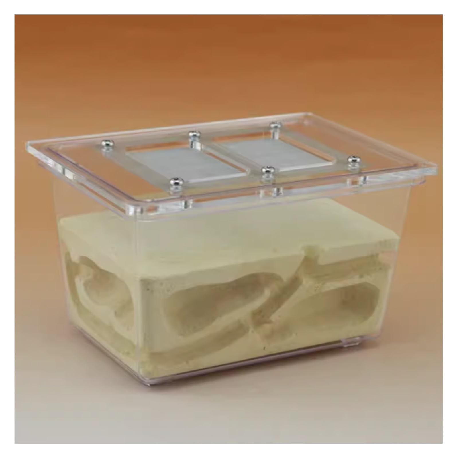 原産国:中国· 材質：PCシェル+石膏、環境に優しい、サイズ：13x9x8CM / 5.1x3.5x3.1"。· アリの生活を理解する：アリ箱を使用すると、アリの日常生活をはっきりと観察でき、アリの働きやコミュニケーションを観察するのは興味深いことです。· 教育ツール: 寝室、キッチン、リビングルームに置くのに非常に適した教育ツールになります。· 取り付け簡単：アリの巣は簡単に取り付けられますので、受け取ったら自分で取り付けてください。· 教育と学習のための科学キット: 自宅や学校での生徒、保護者、教師向けのアリの生息地城。個人での遊びやグループ活動に最適な教育科学キットです。生息地で生きたアリが繁栄する様子を観察: 当社のアリの巣作り城では、アリのライフサイクル、トンネル掘り、建築スキルを最前列で観察できます。小さなアリがどのようにしてこのような驚くべき力を体現できるのかを観察するのは魅惑的です。製品: アリの巣材質: アクリル+石膏サイズ: 13x9x8CM/5.1x3.5x3.1インチ用途: 爬虫類テラリウム内容: アリの巣 1 個、その他の付属品なしアリの巣作り城: このアリの巣作りの巣では、アリに餌を与えたり、アリが穴を掘ったり、餌を探したり、巣を作ったり、卵を産んだりする様子を見たり、アリのコロニーのライフサイクルについて学んだり、小さなアリがどのようにしてこのような驚くべき力を発揮するのかを見たり、アリのコロニー愛好家や思想家を励ましたりすることができます。昆虫学、生態学、生物学の世界に関わり、探検しましょう。原産国:中国· 材質：PCシェル+石膏、環境に優しい、サイズ：13x9x8CM / 5.1x3.5x3.1"。· アリの生活を理解する：アリ箱を使用すると、アリの日常生活をはっきりと観察でき、アリの働きやコミュニケーションを観察するのは興味深いことです。· 教育ツール: 寝室、キッチン、リビングルームに置くのに非常に適した教育ツールになります。· 取り付け簡単：アリの巣は簡単に取り付けられますので、受け取ったら自分で取り付けてください。· 教育と学習のための科学キット: 自宅や学校での生徒、保護者、教師向けのアリの生息地城。個人での遊びやグループ活動に最適な教育科学キットです。生息地で生きたアリが繁栄する様子を観察: 当社のアリの巣作り城では、アリのライフサイクル、トンネル掘り、建築スキルを最前列で観察できます。小さなアリがどのようにしてこのような驚くべき力を体現できるのかを観察するのは魅惑的です。製品: アリの巣材質: アクリル+石膏サイズ: 13x9x8CM/5.1x3.5x3.1インチ用途: 爬虫類テラリウム内容: アリの巣 1 個、その他の付属品なしアリの巣作り城: このアリの巣作りの巣では、アリに餌を与えたり、アリが穴を掘ったり、餌を探したり、巣を作ったり、卵を産んだりする様子を見たり、アリのコロニーのライフサイクルについて学んだり、小さなアリがどのようにしてこのような驚くべき力を発揮するのかを見たり、アリのコロニー愛好家や思想家を励ましたりすることができます。昆虫学、生態学、生物学の世界に関わり、探検しましょう。