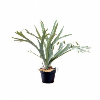 80977 コウモリラン