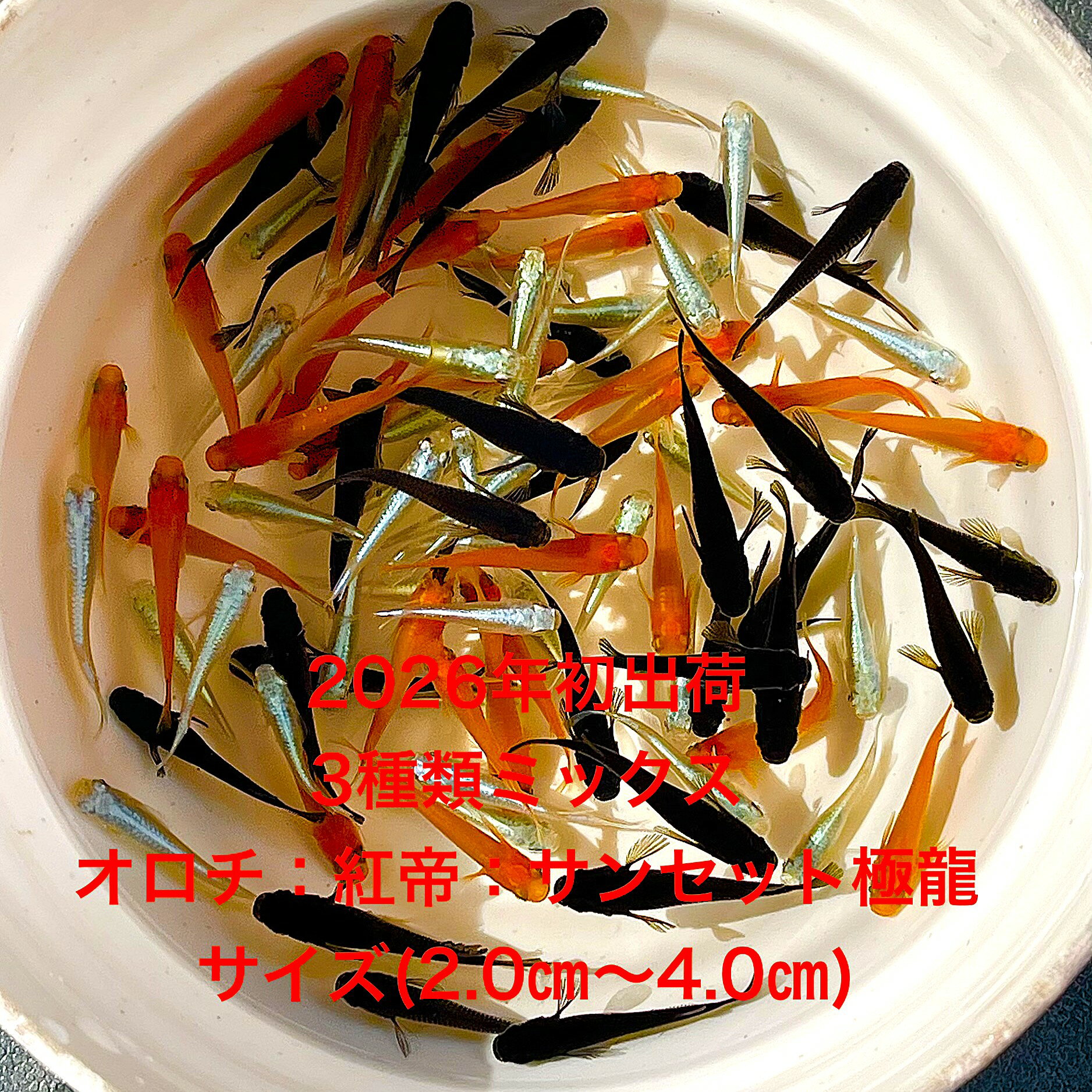 ●●サービス価格●●※めだか2026年初出荷※●普通めだか★3種類ミックス★極上個体★ランダム：オロチ3匹・紅帝3匹・サンセット極龍4匹★【3種類ミックス：10匹セット】サイズML(20cm〜4.0cm)・ ●●※12:00までの注文で翌日お届け※●●