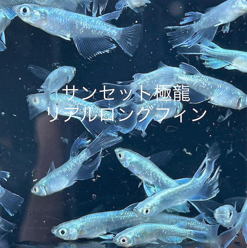 2023年6月生まれ★厳選選別★新成魚★最高品質★フルボディー★プラチナ系★ひれ長★【サンセット極龍リアルロングフィン】サイズML 2 0cm〜3 0cm ・10匹セット プラス補償分 