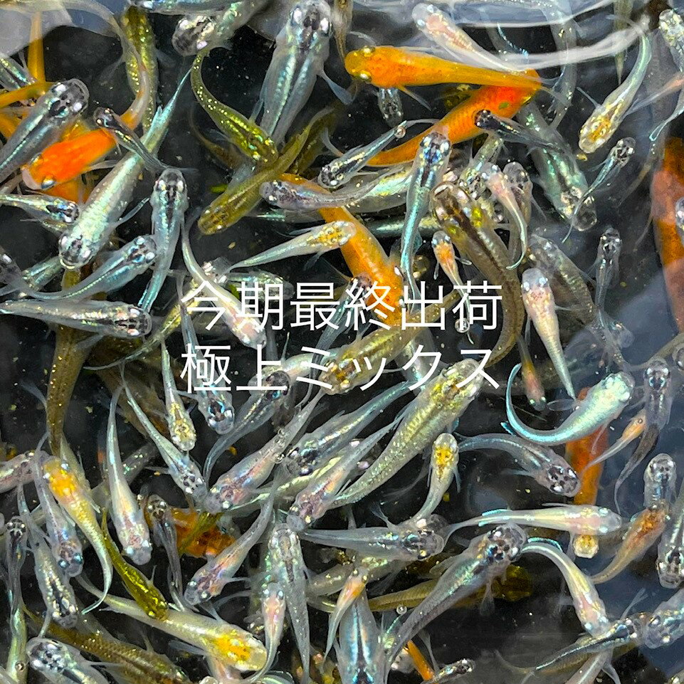 A●●23年10月生まれ★新成魚★ランダム★極上個体★極上ラメ★【極上ミックス】サイズML（2,0cm～3,0cm)・50匹セット。プラス補償分。