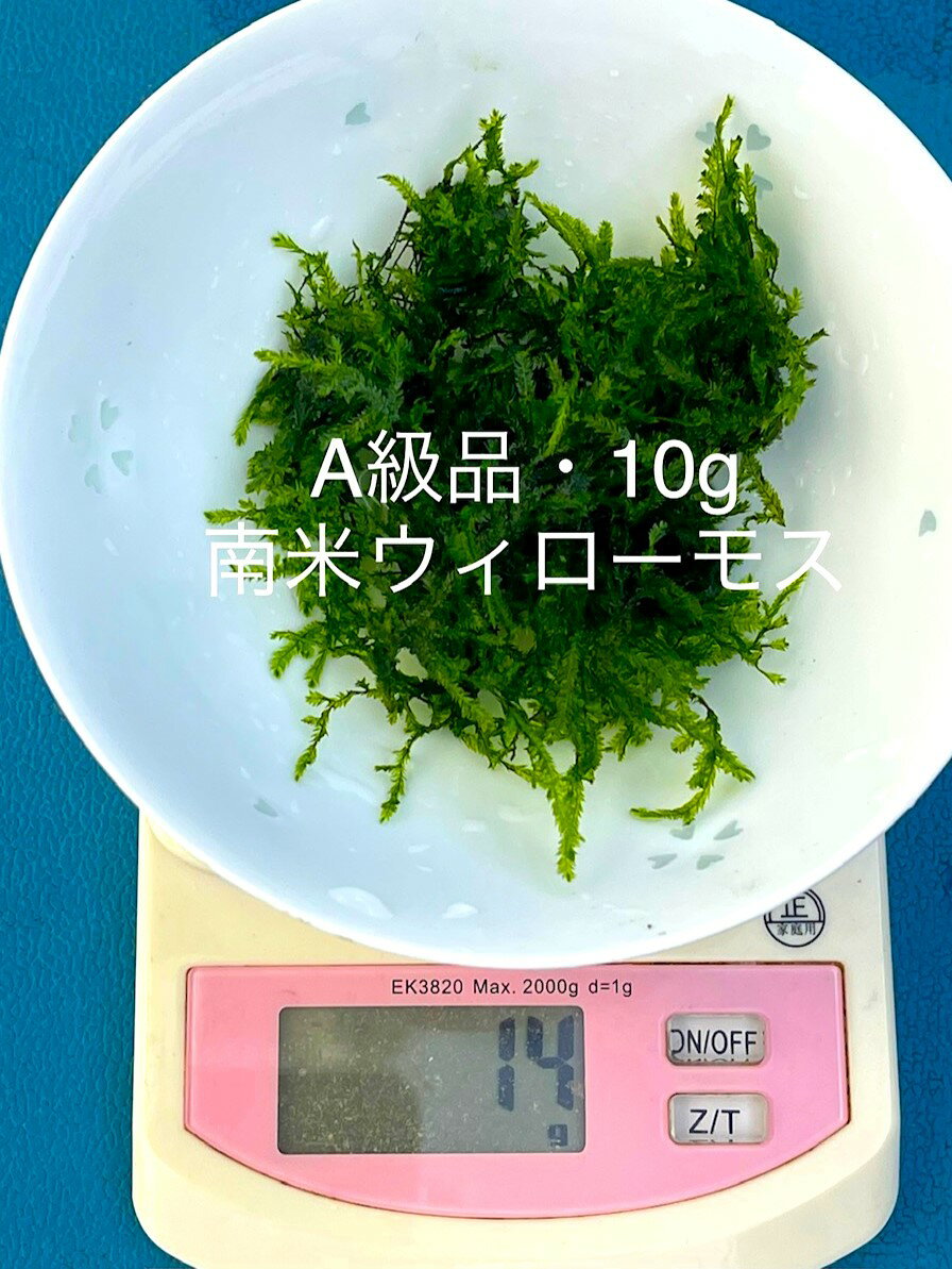 ★★完全無農薬★自家製★初出荷★【南米ウィローモス】【Net・10g】・単独購入の場合は★代金引換不可★時間指定不可★ポスト投函になります。