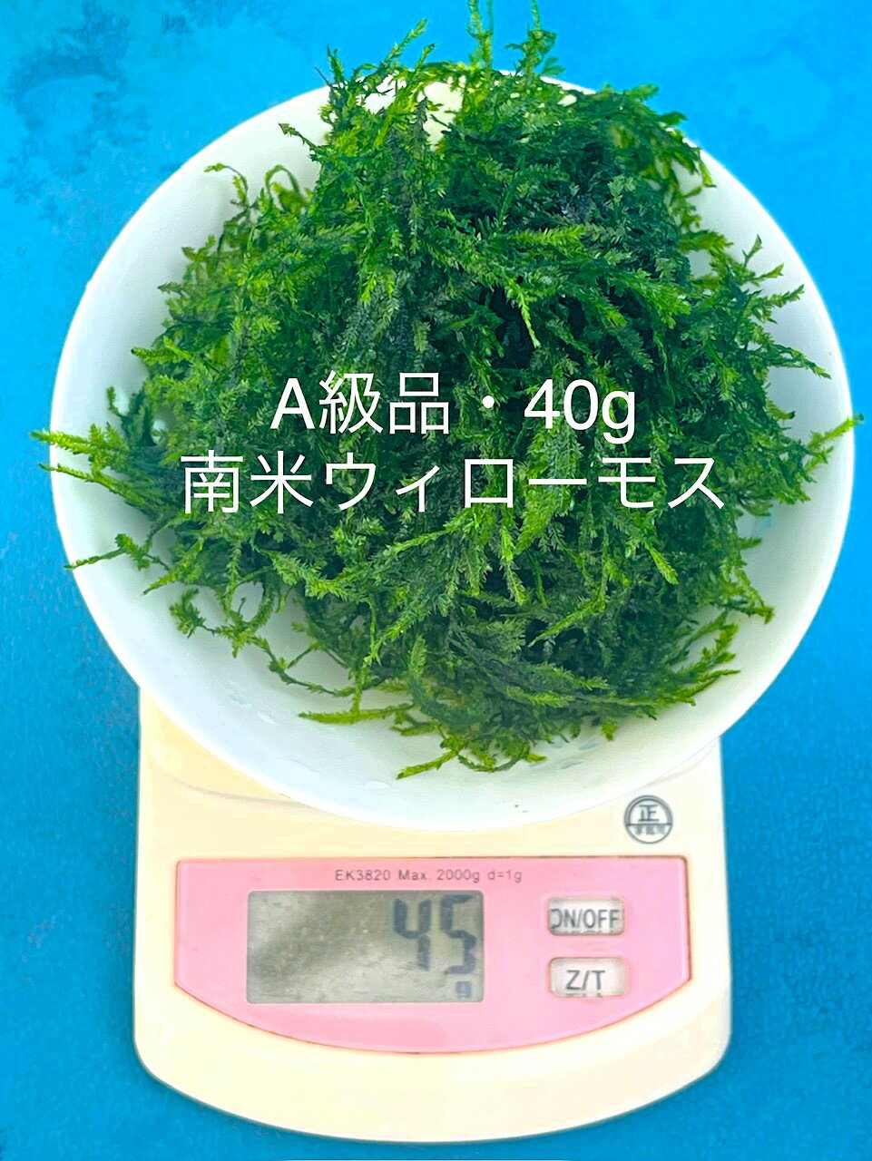 ★★完全無農薬★自家製★初出荷★【南米ウィローモス】【Net・50g】・単独購入の場合は★代金引換不可★時間指定不可★ポスト投函になります。