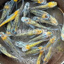 ●高級メダカ●2024年10月生まれ★最新世代★厳選選別★新成魚★新系統★極上★極上ラメ★鰭長★多色系★【夜桜忘却の翼】サイズM(2,0cm〜3,0cm)・5匹...