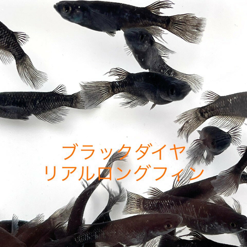 A●●2023年6月生まれ★初出荷★厳選選別★新成魚★ロングフィン★極黒★極上個体★極上ラメ★【ブラックダイヤリアルロングフィン】サイズML(2,0cm～3,0cm)・5匹セット。補償分1匹・合計6匹で発送致します。 2