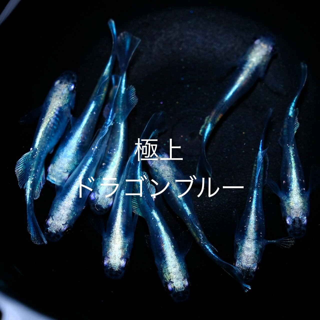 ●●2023年5月生まれ★大量出荷★厳選選別★新成魚★超極上個体★最高品種★極上ブルー★極上個体★光体型★【極上・ドラゴンブルー】サイズML(2,0cm～3,0cm)・10匹セット。プラス補償分。【全国に業販も致します】