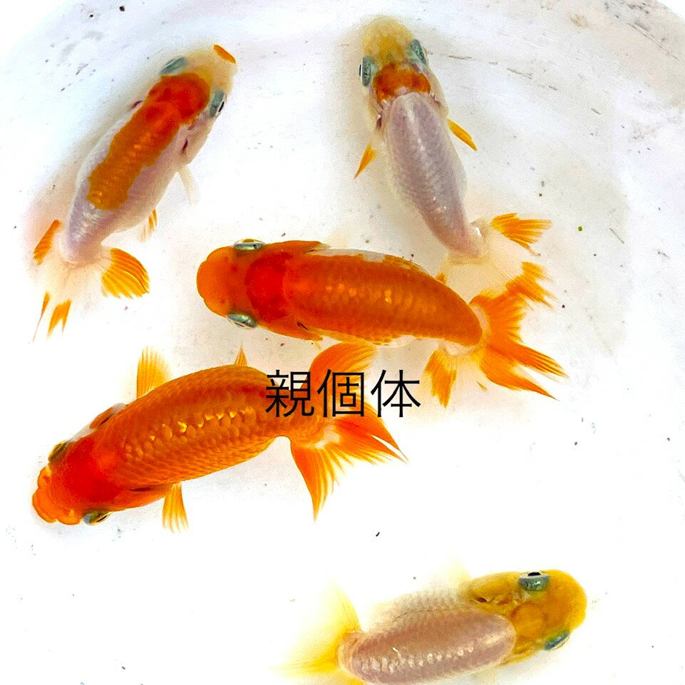 A★★New(ニュー）新規出品●●2023年9月生まれ★初出荷★幼魚★フンタン系★4つ尾★【特撰らんちゅう】サイズM(4,0cm～4,5cm)・20匹セット。 3