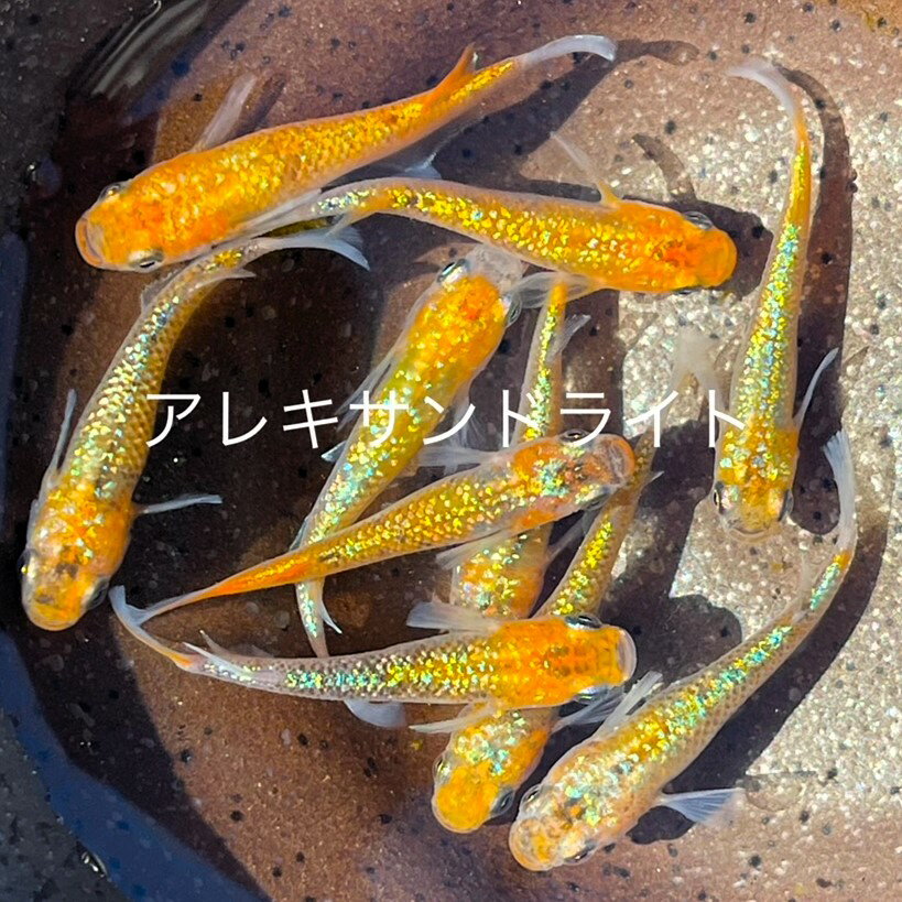 ●●New(ニュー）新規出品●2023年6月生まれ★新品種★新成魚★極上個体★極ラメ★ゴールド系★【アレキサンドライト】サイズML(2,0cm～3,0cm)・10匹セット。補償分2匹・合計12匹で発送いたします。 1