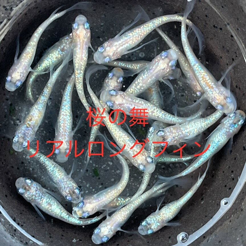 ★初出荷★厳選選別★新成魚★新品種★スケルトン系★極上ラメ★ロングフィン★【桜の舞リアルロングフィン】サイズML(2,0cm〜3,0cm)・5匹セット。補償分1匹・合計6匹で発送致します。