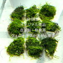 ★自家製ウィローモス★新規出品★★完全無農薬★自家製★水草★かきがら巻き★PH調整用★【ウィローモスかきがら巻き・5枚セット】サイズ(約5cm×10cm)宅急便...