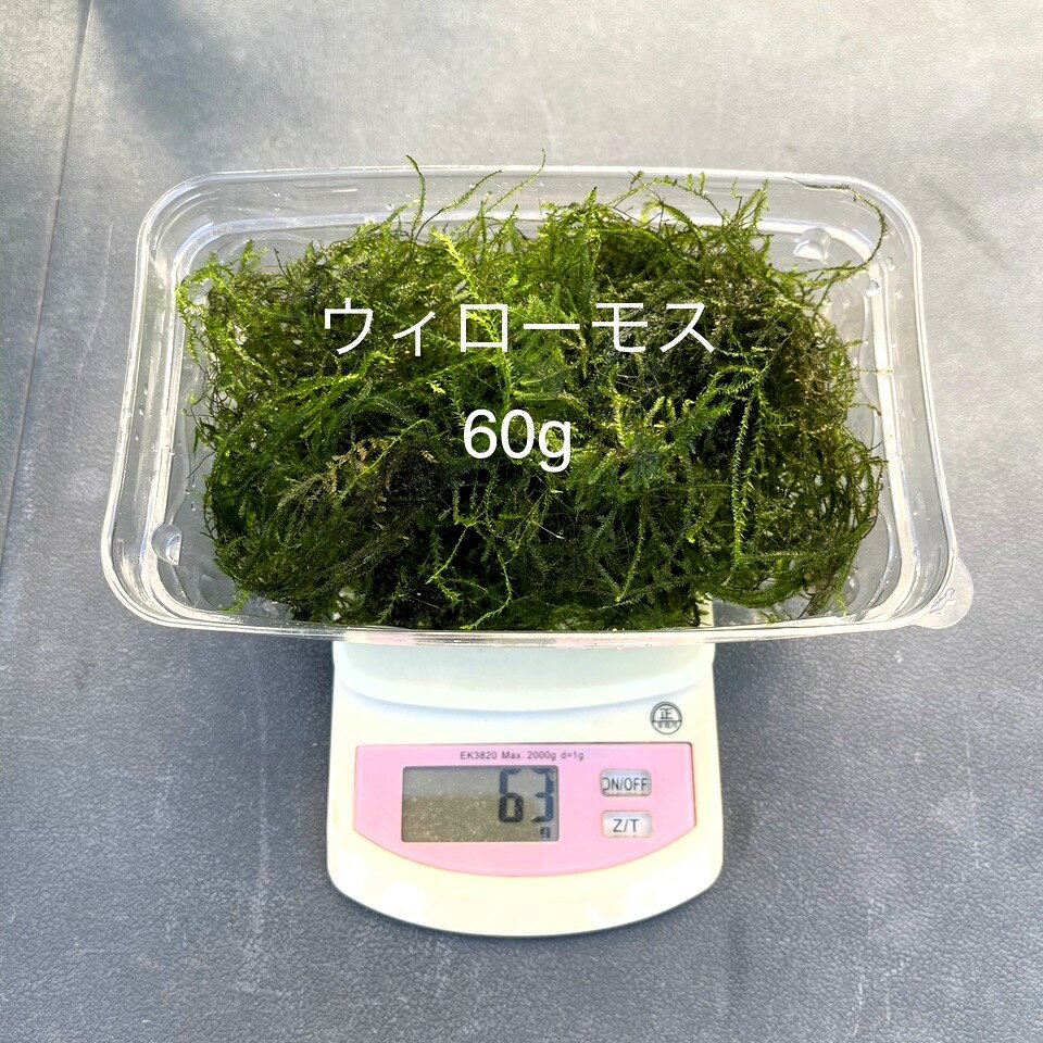 ★完全無農薬★自家製★【ウィローモス】【Net60g】・単独購入の場合は★代金引換不可★時間指定不可★ポスト..