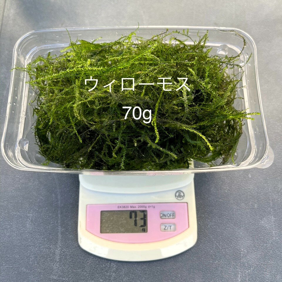 樂天商城 - ★完全無農薬★自家製★【ウィローモス】【Net70g】・単独購入の場合は★代金引換不可★時間指定不可★ポスト投函になります。●●※12:00までの注文で翌日お届け※●●