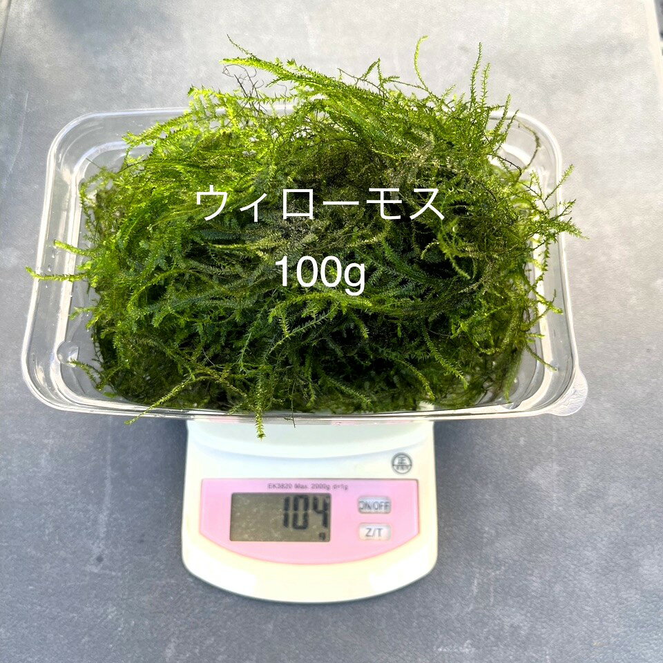 ★完全無農薬★自家製★【ウィローモス】【Net100g】・単独購入の場合は★代金引換不可★時間指定不可★ポス..