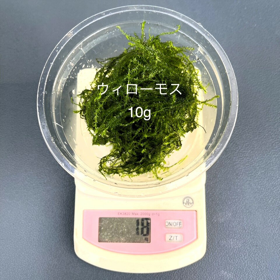 ★完全無農薬★自家製★【ウィローモス】【Net10g】・単独購入の場合は★代金引換不可★時間指定不可★ポスト投函になります。●●※12:00までの注文で翌日お届け※●●