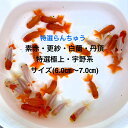 ※※初出荷★2歳魚★宇野系特撰●現物出荷●当歳魚★フンタン系★4つ尾★雌雄無選別★【宇野系:素赤2・白蘭2】サイズ(6.0cm~7.0cm)・画像の中より素赤2匹・白蘭2匹、合計:4匹セット。●●※12:00までの注文で翌日お届け※●●(4)