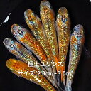 ●高級メダカ●2024年10月生まれ★最新世代★新成魚★新系統★極上★極上ラメ★多種類ラメ★【ユリシスサファイア】サイズML(2,0cm~3,0cm)・5匹セット。補償分1匹・合計6匹で発送致します。●●※12:00までの注文で翌日お届け※●●(4)