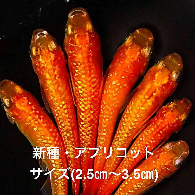 ●高級メダカ●2024年10月生まれ★新種★最新世代★新系統★極上個体★レッドゴールド系★【アプリコット】サイ..