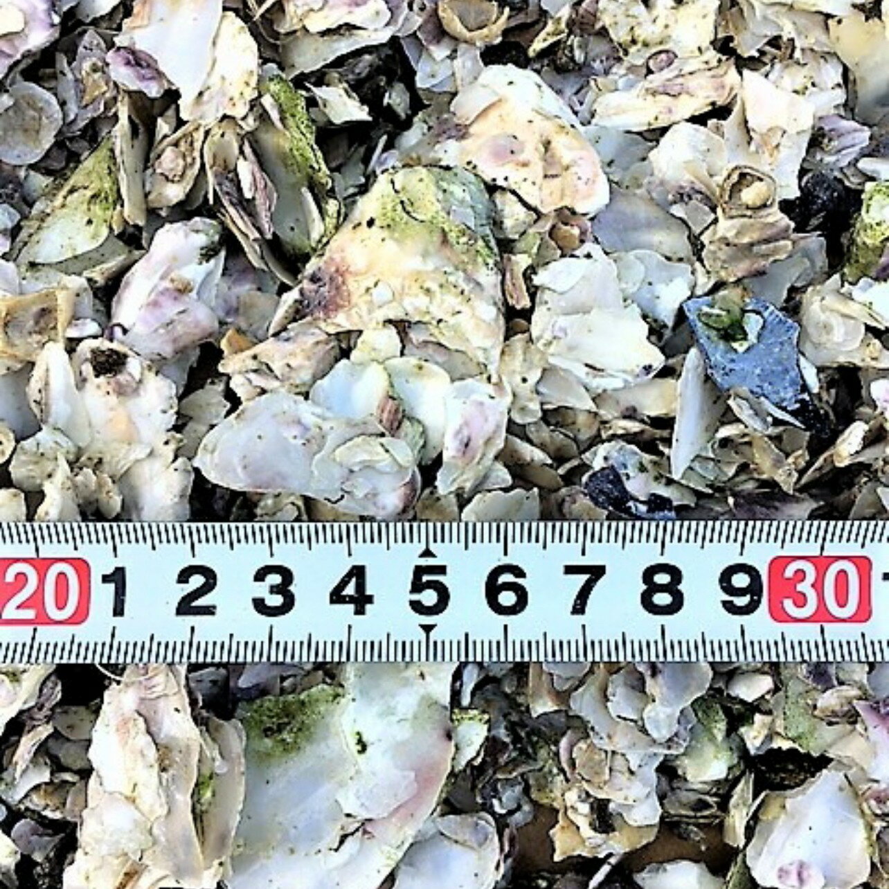 ◆小型、割れ◆飼育水のPH・調整用◆牡蠣殻(カキガラ）【300g】●●※12:00までの注文で翌日お届け※●●