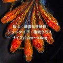 ●高級メダカ●2024年10月生まれ★最新世代★新系統★極上個体★レッドサファイア系★松井鰭長★種親クラス★【極上レッドタイプ:藤煌松井鰭長】サイズML(2,0...
