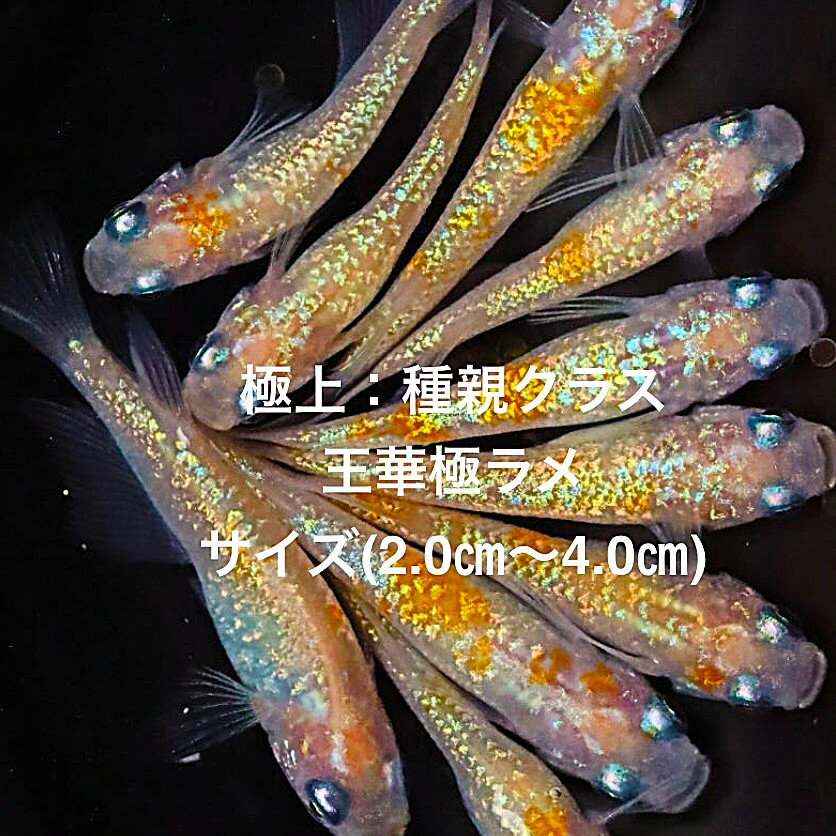 【minamo】現物 紅華紅白めだか 極上若魚（１ペア）KH-A 小野様ご本人の個体 現物 上州めだか様ご本人の個体 王華 3ペア 6匹セット No.1