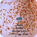 ★幼魚販売★小野紅帝:幼魚※2025年6月生まれ※●高級メダカ★最新世代★特上★極上★ランダム★【小野紅帝:幼魚】サイズM(1,5cm〜2,0cm)・30匹セッ...