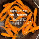 ★耶麻紅帝ラメ☆幼魚販売初出荷☆★2025年7月生まれ★最新世代★極上個体★【耶麻紅帝ラメ・幼魚】サイズ(1,0cm〜1,5cm)・30匹セット。プラス補償分。...