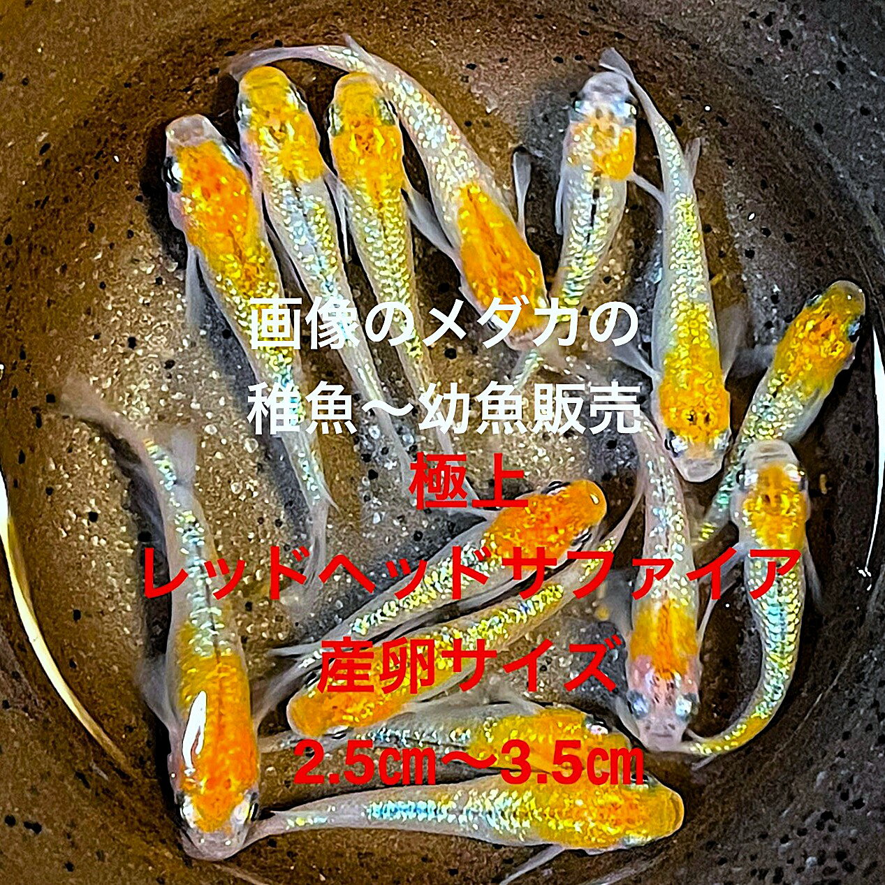 ★レッドヘッドサファイア☆幼魚販売初出荷☆★2025年7月生まれ★最新世代★極上個体★【レッドヘッドサファイア・幼魚】サイズ(1,0cm～1,5cm)..