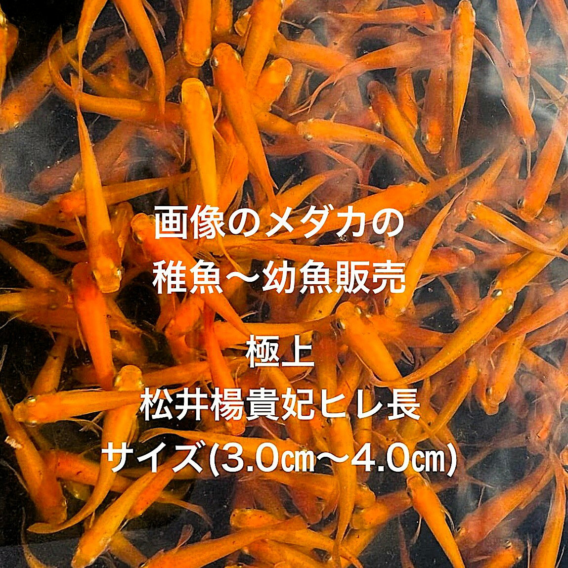 ★松井ヒレ長楊貴妃☆稚魚販売初出荷☆★2025年7月生まれ★最新世代★極上個体★【松井ヒレ長楊貴妃・稚魚】サ..