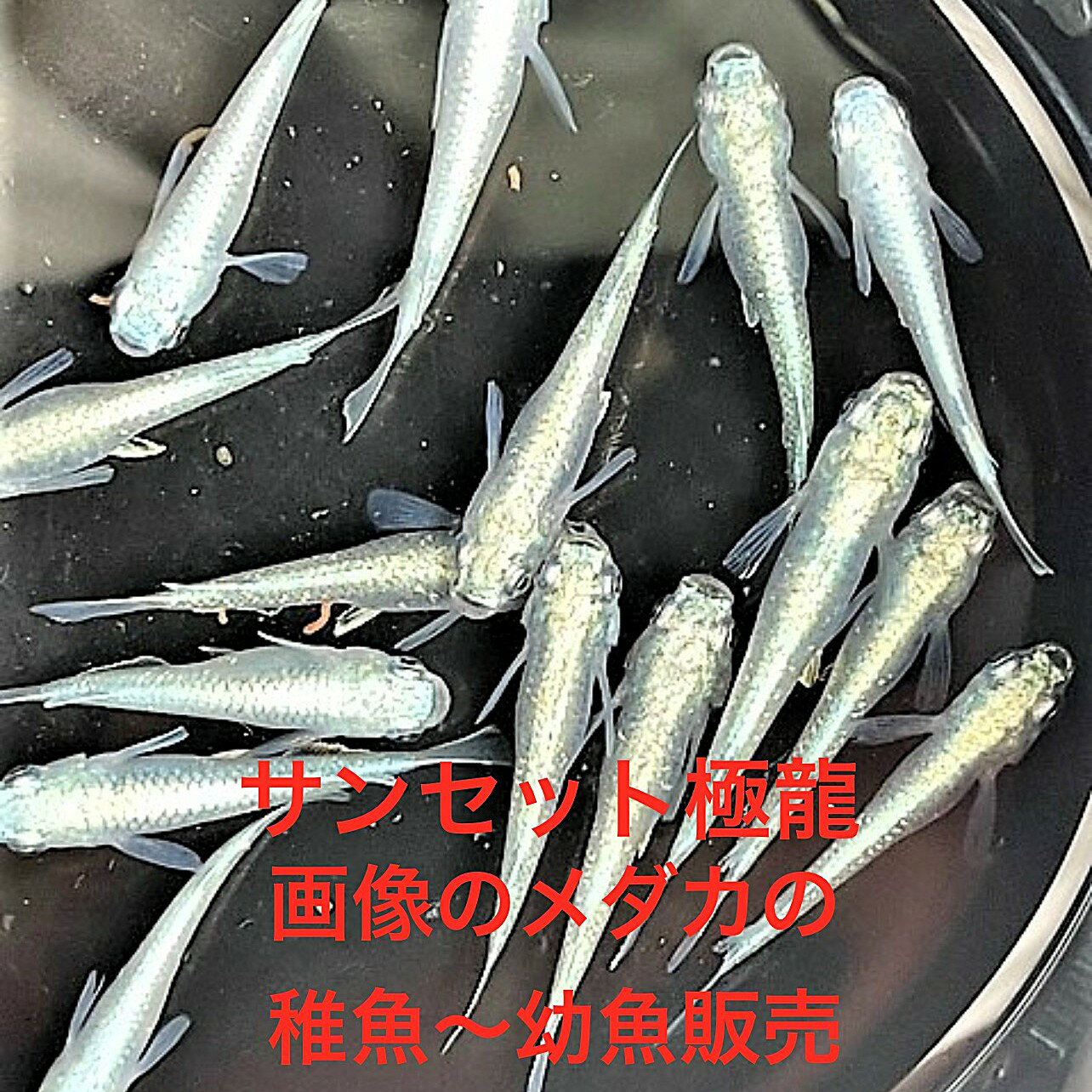 【鱗匠】 ■現物出品■　全ヒレ ◎超極上◎ サンセット極龍　♂１♀３　大量繁殖セット　◎爆卵中◎　めだか Yahoo!オークション -「サンセット極龍」(ペット、生き物) の落札相場