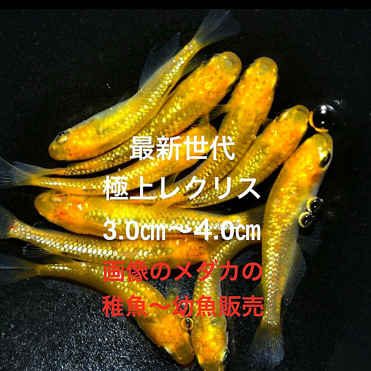 ★レクリス☆幼魚販売初出荷☆★2025年7月生まれ★最新世代★極上個体★【レクリス・幼魚】サイズ(1,0cm～1,5cm)・30匹セット。プラス補償分。●●※12:00までの注文で翌日お届け※●●