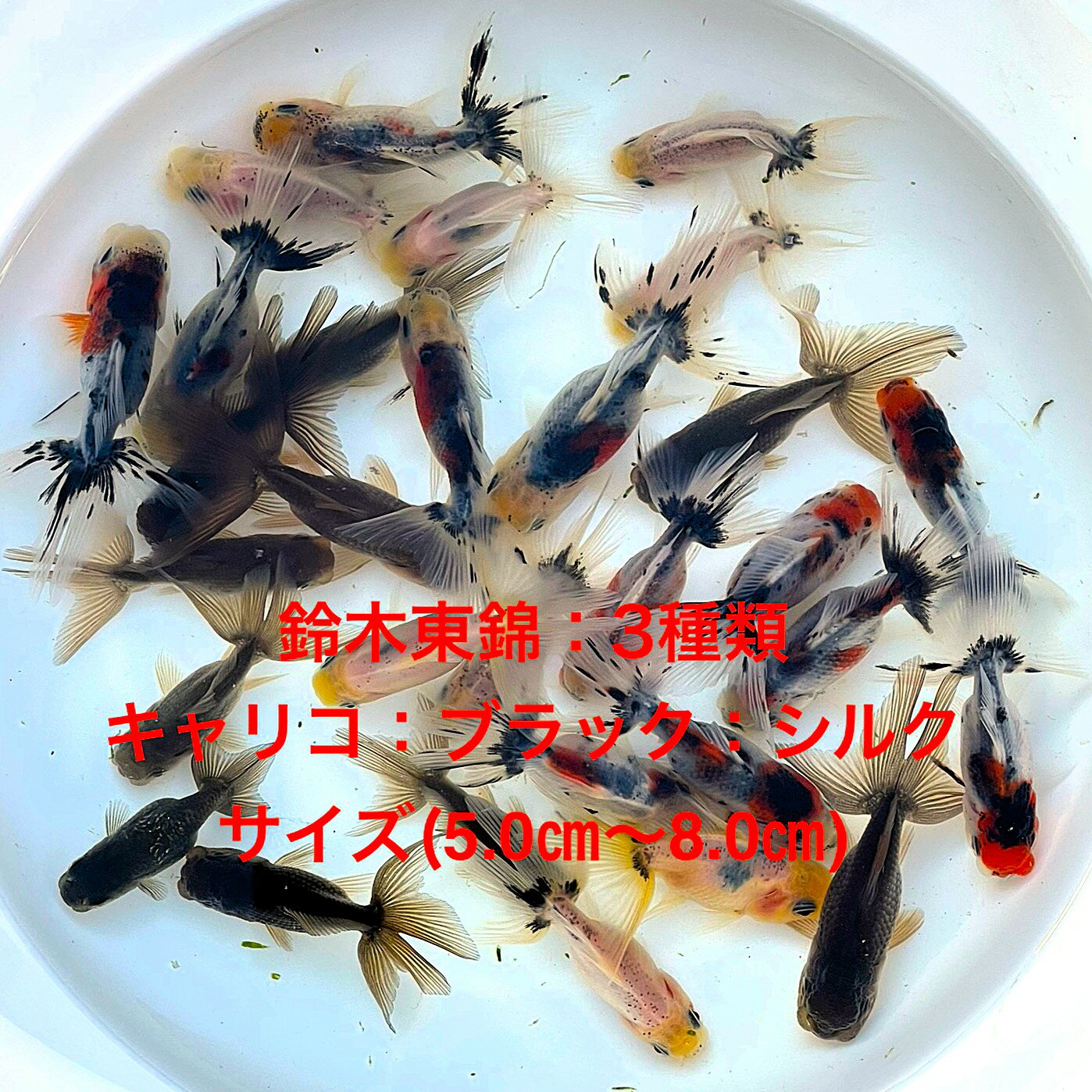 ���������3���ॻ�åȡ���в١�����ꥳ���֥�å������륯�����е����������ʪ�в١��ͤ���������������ͺ̵���̡��ڲ��������ꡧ����ꥳ5ɤ���֥�å�5ɤ������...