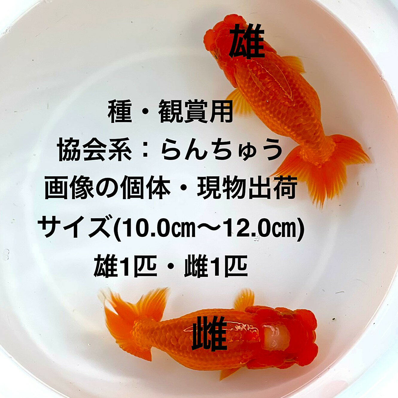 ファミリー☆らんちゅう☆色変わり中　上種当歳３匹（１１４）i