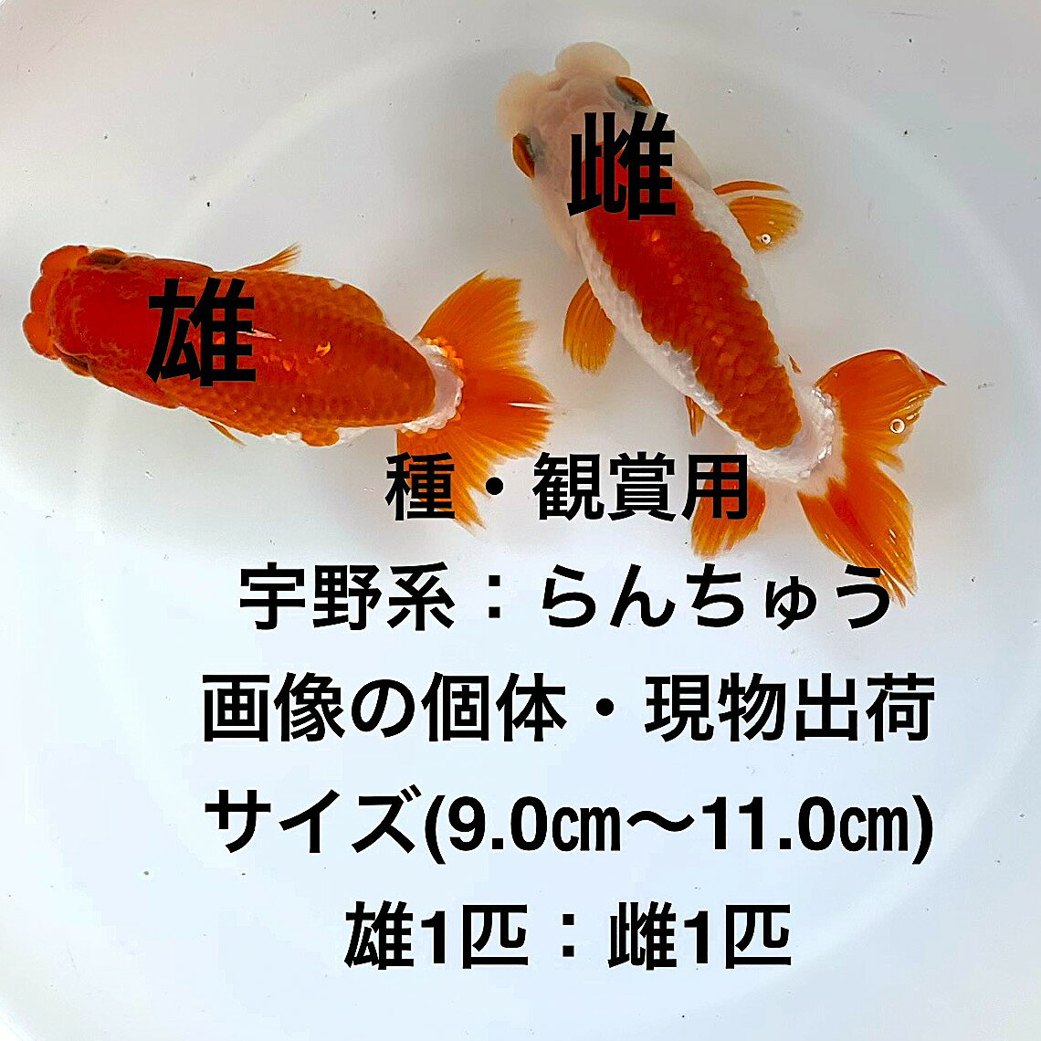 ファミリー☆らんちゅう☆色変わり中　上種当歳３匹（１１４）i