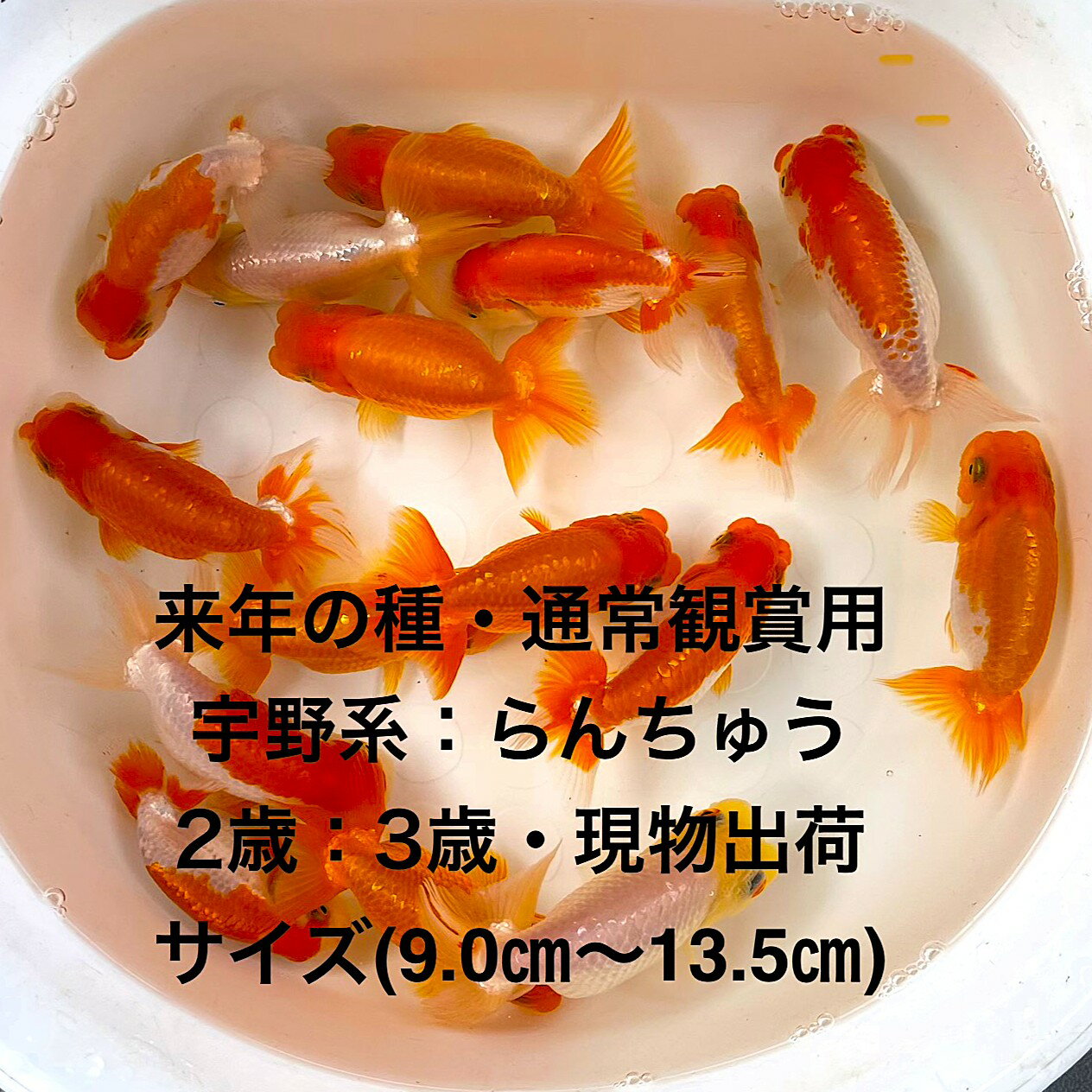 ������в٢�����ǯ�μ�̾�Ѿ��ѡ�����Ϥ����夦��2�С�3�е���������������ʪ�в١��ե󥿥�ϡ�4��������ͺ̵���̡�������(9.0cm��13.5cm)�ڲ�...