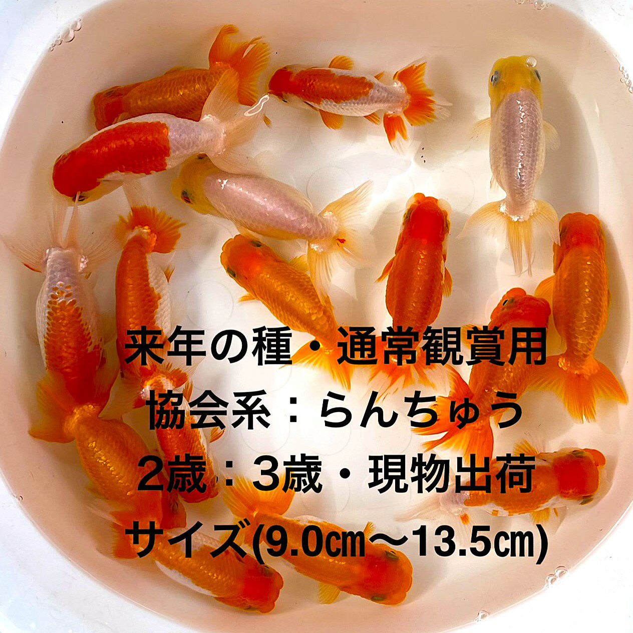 ������в٢�����ǯ�μ�̾�Ѿ��ѡ�����Ϥ����夦��2�С�3�е���������������ʪ�в١��ե󥿥�ϡ�4��������ͺ̵���̡�������(9.0cm��14.0cm)�ڲ�...