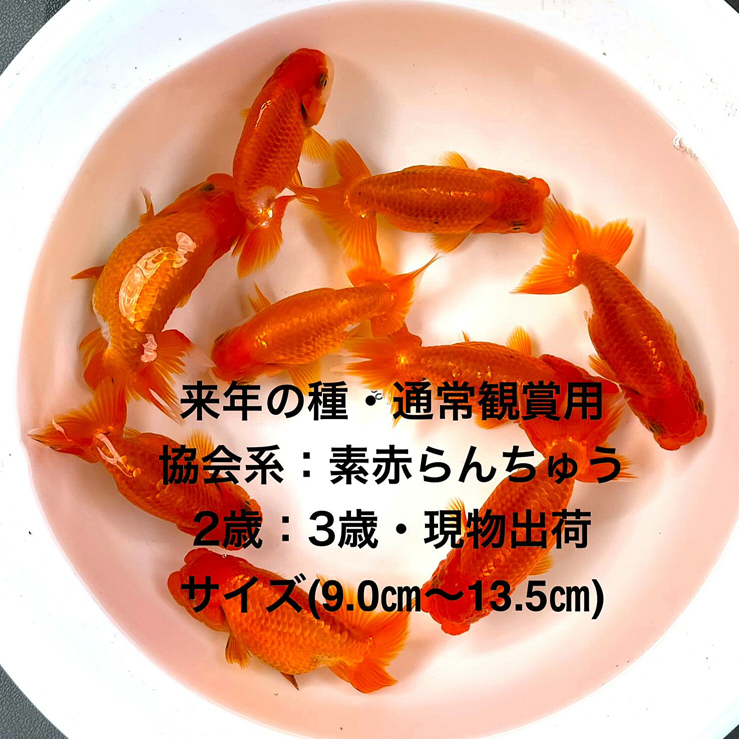 ����ǯ�μ�̾�Ѿ��ѡ�����Ϥ����夦����в١�2�С�3�е���������������ʪ�в١��ե󥿥�ϡ�4��������ͺ̵���̡�������(9.0cm��13.5cm)�ڲ�����...