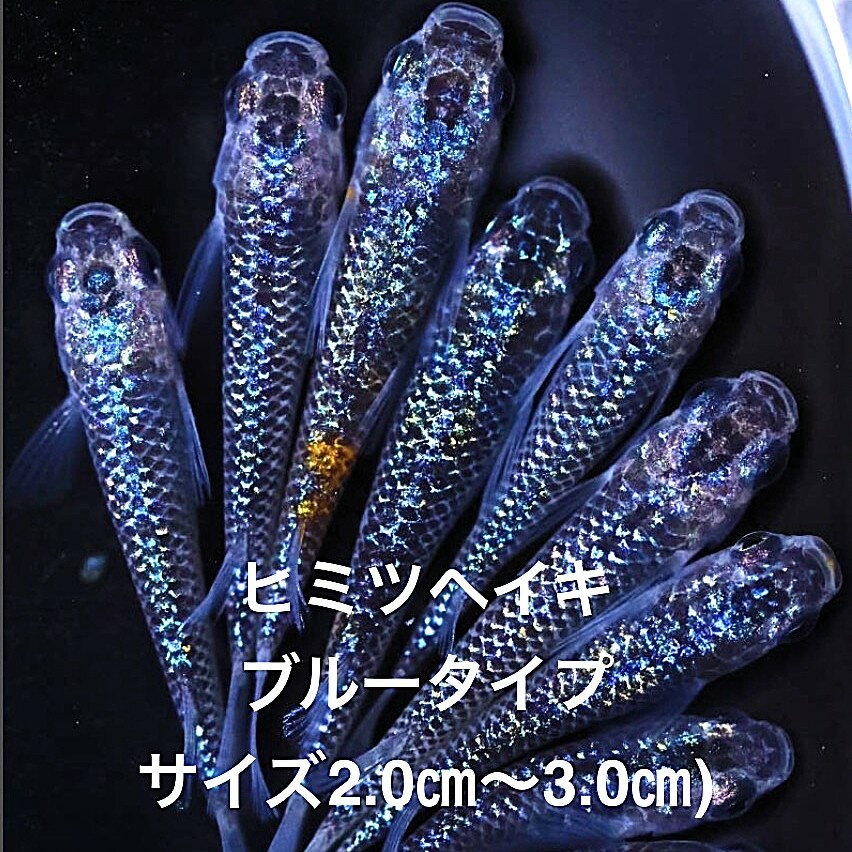 ���������2026ǯ��в٢���2026ǯ��в١��ǿ���������������˾���Ρ��֥롼�ϡ���ƥ��饹���ڥҥߥĥإ����֥롼��3�ڥ����åȡۥ�����ML(2,0cm��3...