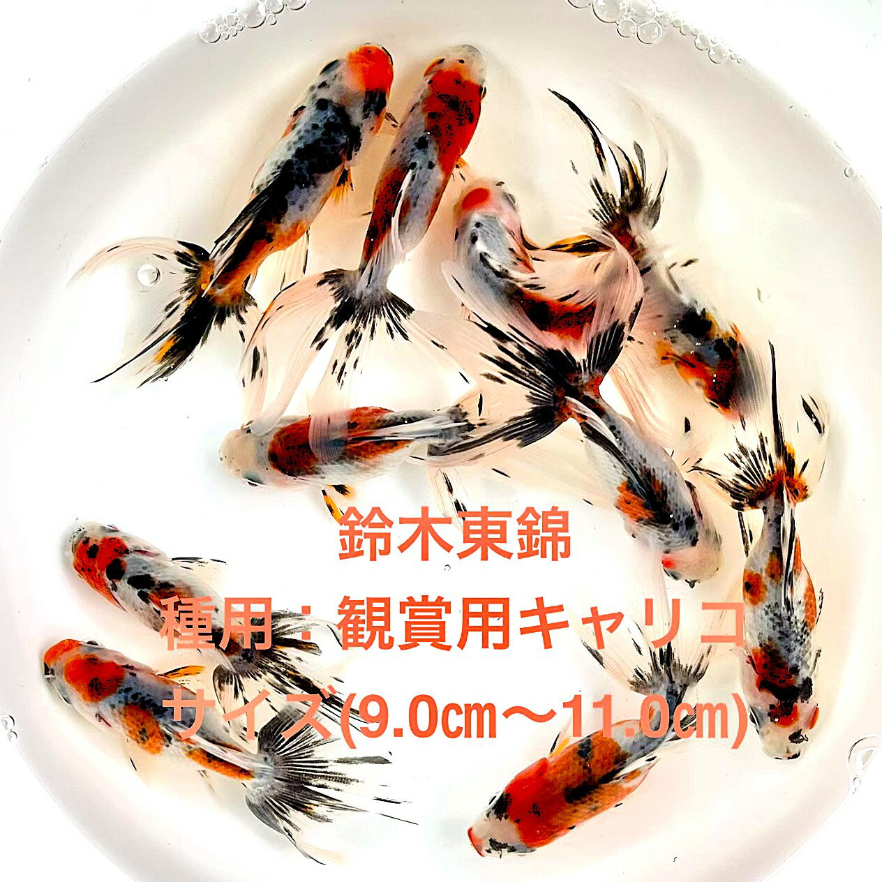 ��������ӡ����ѡ�繫���ѥ���ꥳ������в١�����ꥳ�����ס������ϡ����е����������ʪ�в١��ͤ���������������ͺ̵���̡��ڲ��������ꡧ10ɤ����...