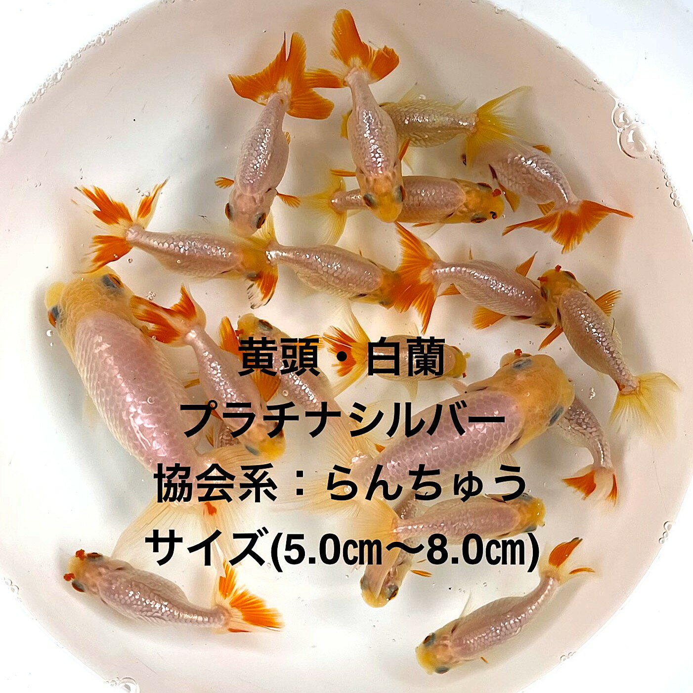 ����Ƭ������������ϡ���в١��ץ���ʥ���С������е�������������þ����ʪ�в١��ե󥿥�ϡ�4��������ͺ̵���̡��ڲ������椫��10ɤ���åȡۥ�����(5.0c...