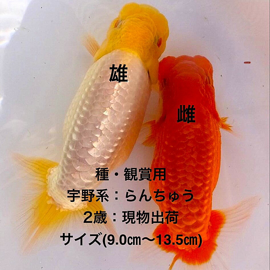 楽天市場】らんちゅう 子の通販