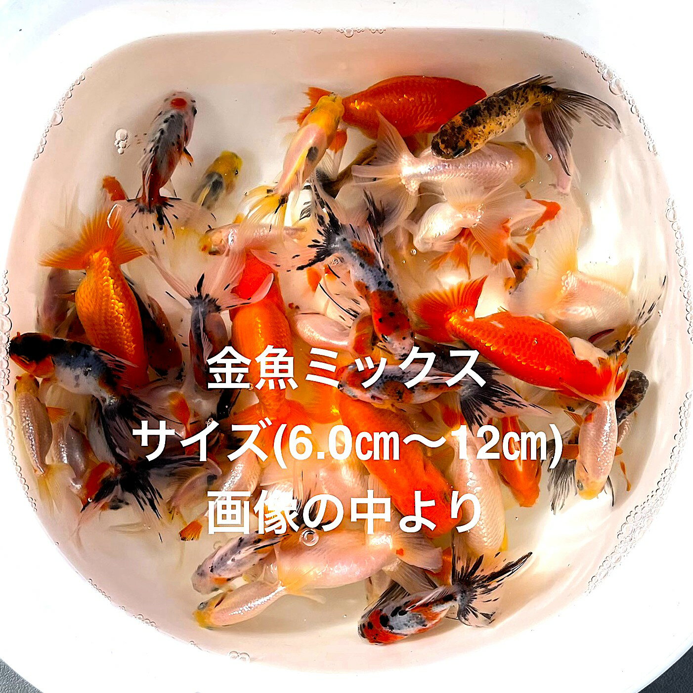 ●初出荷●金魚ミックス●無選別●現物出荷★優良個体★ランダム★当歳魚★【金魚ミックス】サイズ(5.0cm～12.0cm)・画像の中より5匹セット。在庫がなくなり次第終了致します。画像の5に動画があります動画の金魚を現物出荷いたします。自店舗...