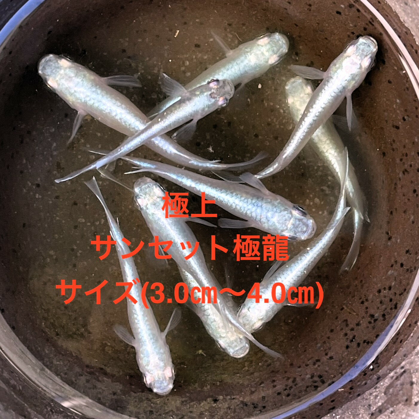 ●高級メダカ●2025年9月生まれ★最新世代★新成魚★新系統★極上★極上ラメ★コハクラメ★種親クラス★【極上：..