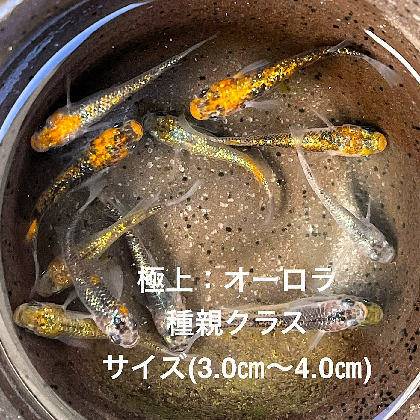 ●高級メダカ●2025年9月生まれ...
