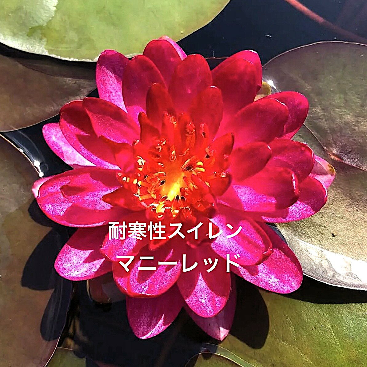 【開花サイズ】初出荷★耐寒性スイレン★休眠株★株分け苗★【マニーレッド】サイズ(15cm前後) ・画像のス..