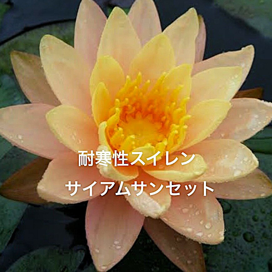 【開花サイズ】初出荷★耐寒性スイレン★休眠株★株分け苗★【サイアムサンセット】サイズ(15cm前後)：画像のスイレン ※春から成長をはじめ初夏には開花すると思います。●基本の管理の仕方●用土：赤玉土の小粒もしくは田んぼの土で植え込みます。よ...